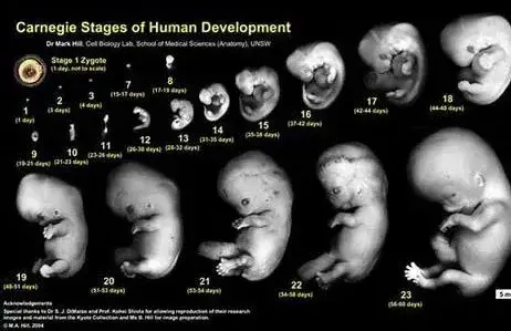 做试管婴儿怀孕后多长时间能看到胎心？