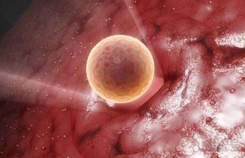 囊胚如何分类用于试管婴儿？哪些胚胎是最好的？